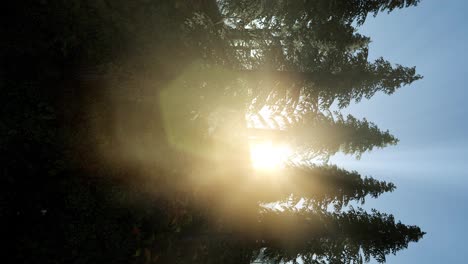 Frühes-Morgenlicht-Und-Nebel-Treiben-Durch-Die-Bäume